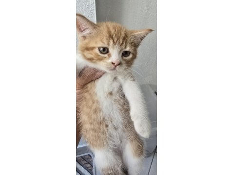 3 Adet Dişi Erkek Kedimiz Sahiplendirilecek Kedi