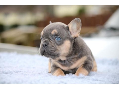 French Bulldog Köpekleri