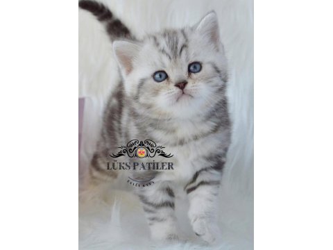Asil Silver British Shorthair Ns24