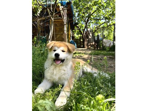 Muhteşem Safkan Japon Akita İnu Yavrular