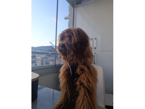 Aşıları Tam Kalbi Kocaman Maltipoo