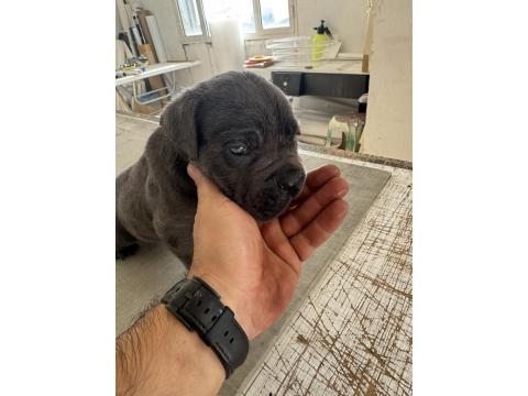 Blue Cane Corso Yavruları