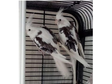 Ev Üretimi Wf Heavy Pied Sultan Papağanları