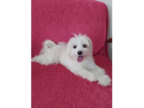 Oyuncu Maltese Kızımıza Yuva