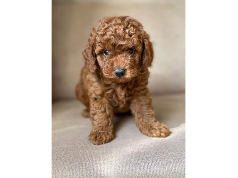 Toy Poodle Yavruları