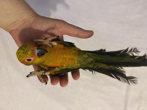 Güneş Konur Papağanı Oyun Hamuru 7 Aylık