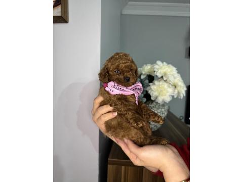 Kore Kan Toy Poodle