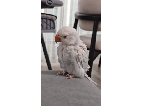 Çift Renk Mutasyon Pakistan Papağanı Yavru