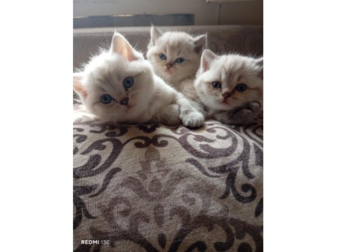 Efsane British Shorthair Yavrularım