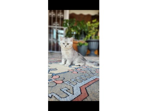 Acil Safkan British Shorthair Oğlumuz