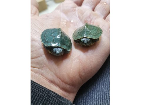 Bebek Kaplumbağalar Teslime Hazır