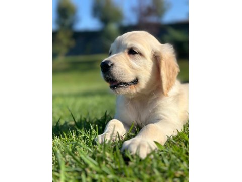 %100 Safkan Golden Retriever Yavruları