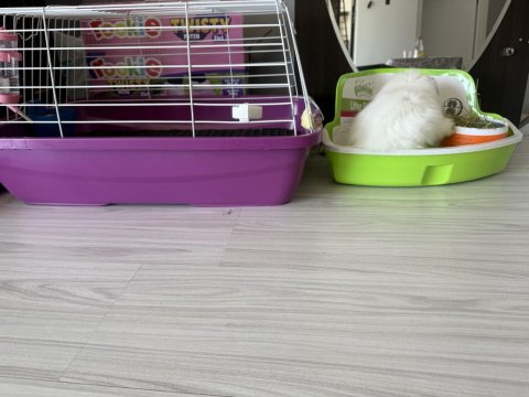 Herşeyiyle Ücretsiz Dişi Hollanda Lop Tavşan