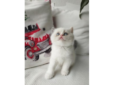 Tatlış Yavru Kedilerim Yeni Sahiplerini Heyecanla Bekliyor