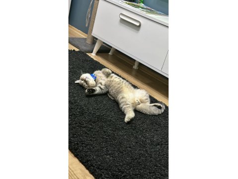 British Oğlumuz Oscar İçin İyi Bakabilecek Birini Arıyoruz