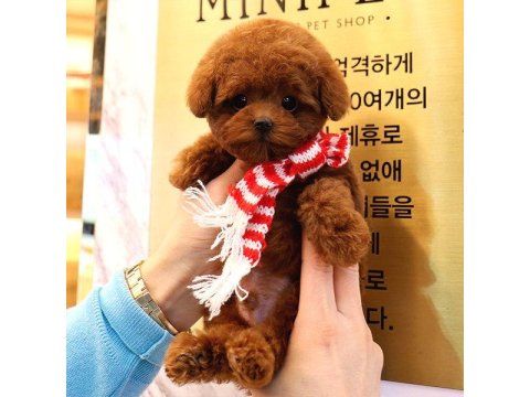 Toy Poodle Köpeği