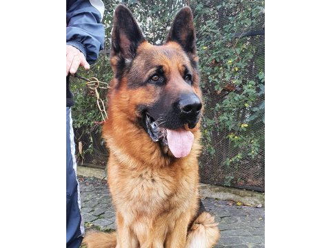 Alman Çoban Köpeği Yavruları