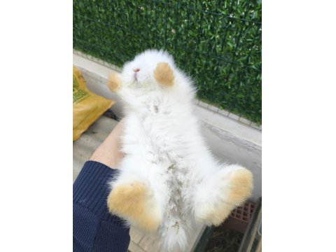 Safkan Hollanda Lop Tavşanı Bebekler
