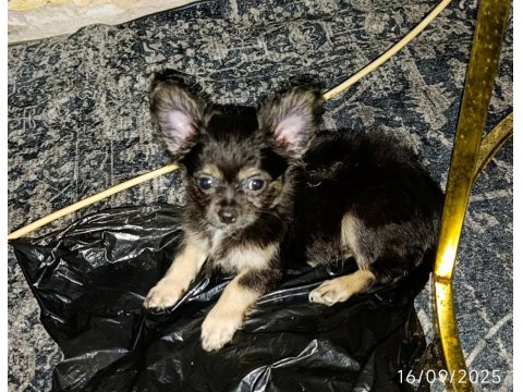 Şivava Bir Dişi Ve Bir Erkek Şivava