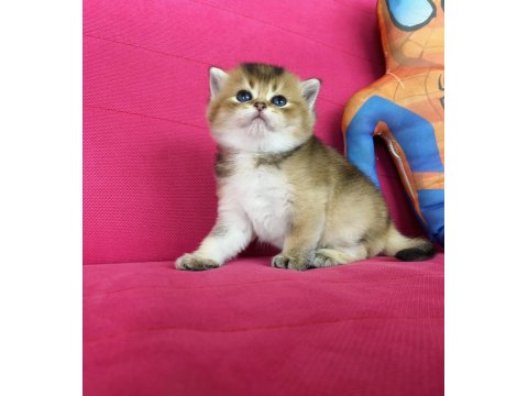 British Shorthair Golden Ve Silver Yavrularımız