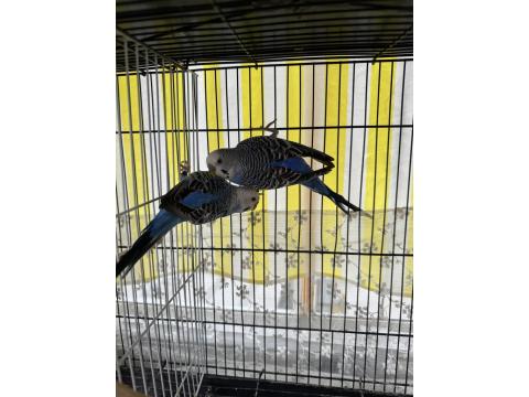 Mavi Çift Muhabbet Kuşu