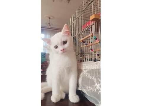 British Beyaz Erkek Kedimiz