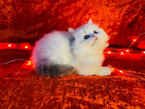 Teslime Hazır British Longhair Silver Yavrumuz