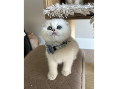 Scottish Şirinlik Silver Shorthair Yavrumuz