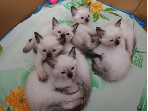 Safkan Siyam Kedisi Yavrular Yeni Yuvalarını Arıyor