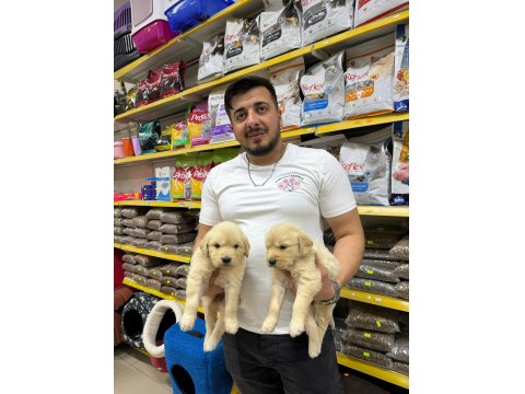 Golden Retriever Adrese Teslim Ve Kapıda Ödeme Mevcut