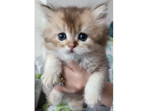 Cins Kedi Sağlık Sorunları Yoktur