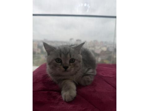 Yavru British Kedimiz