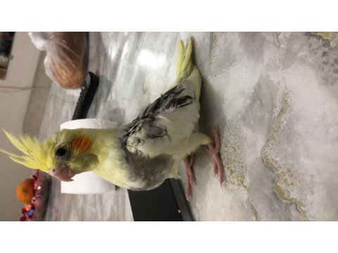 30 Günlük Yavru Sultan Papağanlar