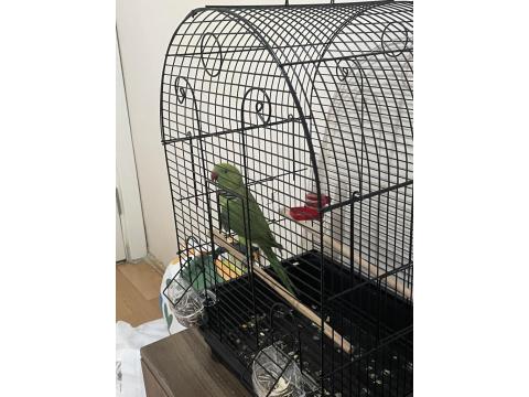 2 Yaşında Dişi Pakistan Papağanı