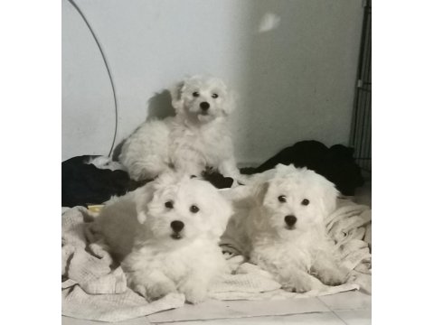 İzmir İçine Sahiplendirilecek Köpekler