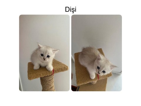 British Shorthair Yavruları