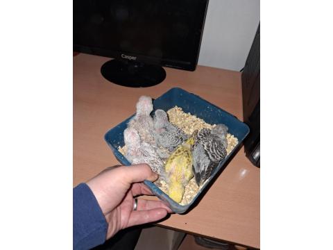 Show Jumbo Muhabbet Kuşu Yavruları Ev Üretimi