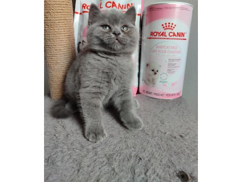 Ayı Surat British Shorthair Son Yavrumuz