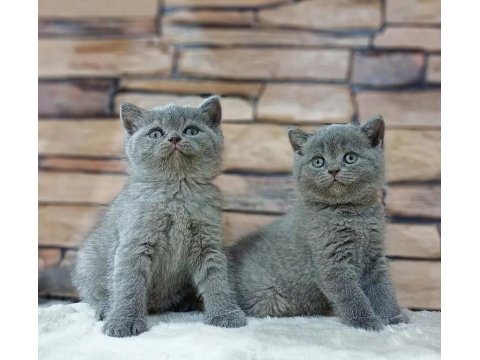 British Shorthair Kedisi Yavruları
