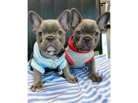 French Bulldog Köpekler