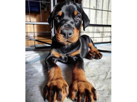 Irk Ve Sağlık Garantili Doberman