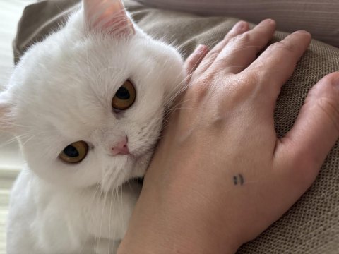 Ücretsiz Sahiplendirilecek Kedimiz