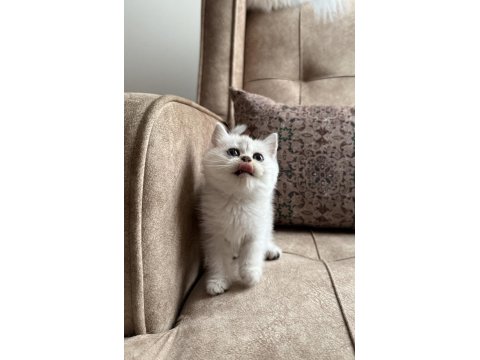 Özel Yetiştirilmiş Wcf Kayıtlı British Shorthair Yavru