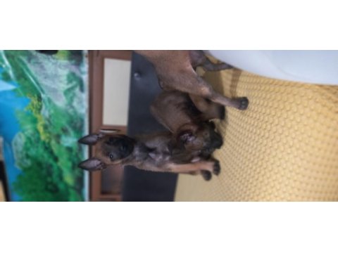 Bursa Paşa Köpek Dünyası Belçika Malinois Yavrularımız