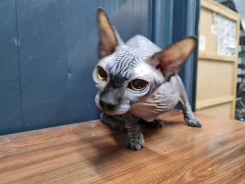 Safkan Sfenks (Yetişkin)