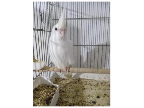 Yeni Yeme Düşmüş 40 Günlük Sultan Papağanlar Vardır