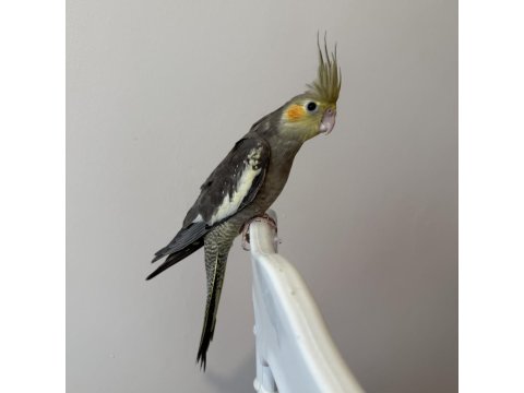 Sultan Papağanlar Sahiplendirilecekler