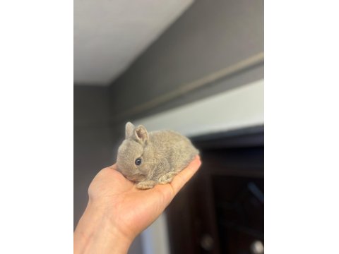 Cüce Tavşanlar Her Yere Gönderilir