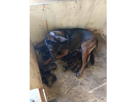 06.08.25 Doğumlu Belçika Kurdu Yavrular