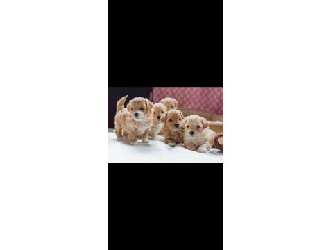 Mini Mini Maltipoo Teacup